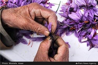 کارگاه فراوری زعفران درروستای حطیطه کاشمر