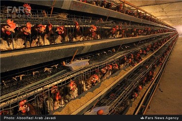 پرورش مرغ تخم گذار در ورامین