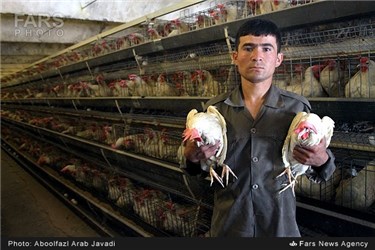 پرورش مرغ تخم گذار در ورامین
