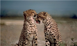 خبرهای خوش در خصوص یوزپلنگ ایرانی/مشاهده یوز پس از 30 سال در پارک ملی گلستان