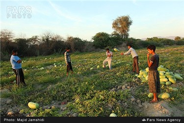 برداشت هندوانه در روستای چاه شیرین میناب