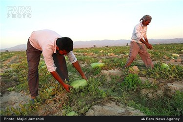 برداشت هندوانه در روستای چاه شیرین میناب