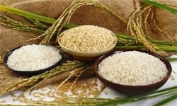 برگزاری نشست تخصصی برنج در گیلان