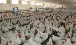 تولید 153 هزار تن گوشت مرغ در اصفهان