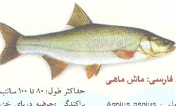 تولید ماهی دورگه ماش در گیلان