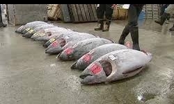 صادرات 1200 تنی ماهی از هندیجان به حوزه خلیج فارس