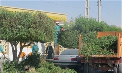 اجرای طرح جهادی درخت‌کاری در شهر برازجان
