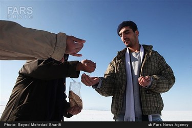توزیع غذای پرندگان در تالاب میقان استان مرکزی
