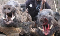 متخلفان توزیع گوشت گراز در گلستان دستگیر شدند