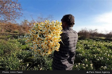 برداشت گل نرگس در روستای جره