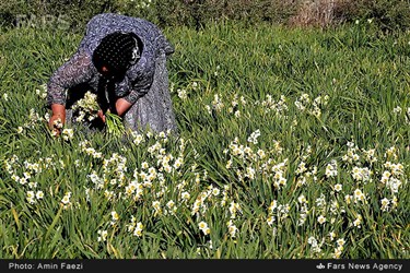 برداشت گل نرگس در روستای جره