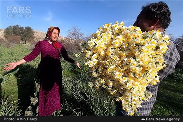 برداشت گل نرگس در روستای جره