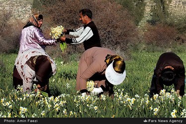 برداشت گل نرگس در روستای جره