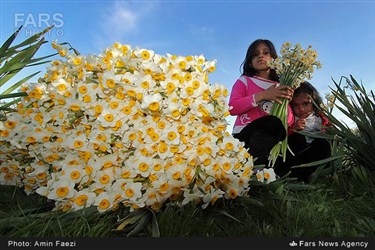 برداشت گل نرگس در روستای جره