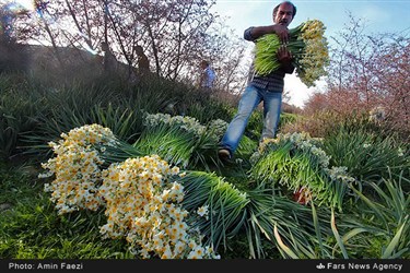 برداشت گل نرگس در روستای جره