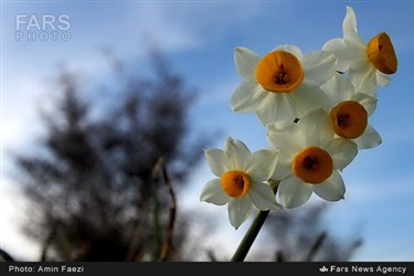 برداشت گل نرگس در روستای جره