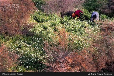 برداشت گل نرگس در روستای جره