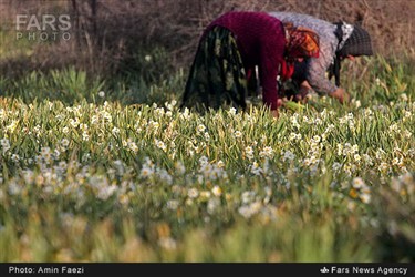 برداشت گل نرگس در روستای جره