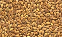 کاهش 50 درصدی خرید گندم در کهگیلویه