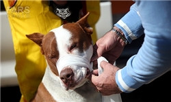 مسابقات کیفیت نژادی سگ در استان قزوین لغو شد