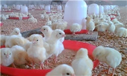 پروژه بهبود مدیریت مرغداری‌ها در فریدونکنار اجرایی می‌شود