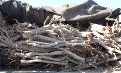 جمع‌آوری طومار برای قطع درختان در محور نوشهر به چالوس