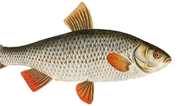 رتبه نخست تولید و تکثیر ماهی‌های سرد آبی کشور در لرستان