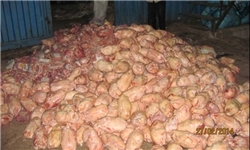 تولید سالانه 14 هزار تن گوشت سفید در گناباد