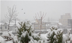 خسارت 30 درصدی برف و سرما به باغات کجور/ احتمال افزایش خسارات در صورت تداوم بارش