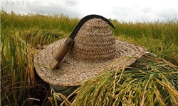 توزیع بیش از 44 تن بذر یارانه‌ای برنج در میاندرود