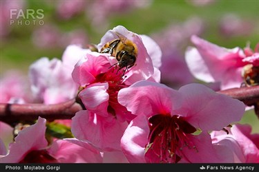 سرزمین زیبای من، استان خراسان جنوبی