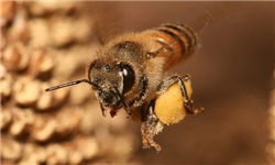 انجام 437 بازدید بهداشتی از زنبورستان‌های خراسان‌جنوبی