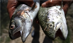 طرح پایلوت پرورش ماهی قزل‌آلا برای نخستین‌بار در کرمان