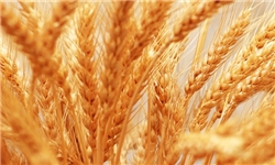 سطح سبز مزارع گندم قزوین 164 هزار و 300 هکتار است