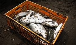امروز مهلت صید ماهی در گیلان به اتمام می‌رسد