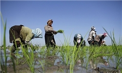 آغاز نخستین نشاء مکانیزه برنج کشور در مازندران
