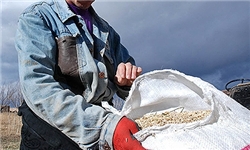 کشت محصولات گندم، جو و کلزا 25 آبان به پایان می‌رسد