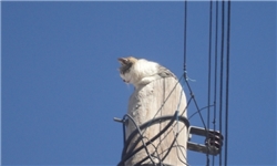 انتظار گربه به دام افتاده در بالای تیر چراغ برق + تصاویر