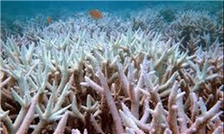 کشف 71 کیلوگرم مرجان قاچاق در قشم
