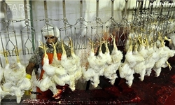 کشتارگاه صنعتی مرغ در کرمانشاه راه‌اندازی می‌شود