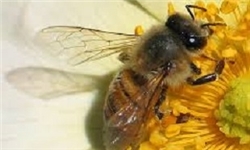 نیش زنبور پیرمرد سلماسی را از پا درآورد