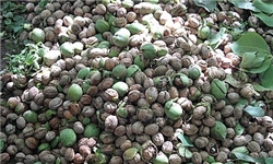 برداشت محصولات 120 اصله درخت موقوفه در خوانسار
