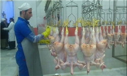امسال 65 هزار تن گوشت در کردستان تولید شد