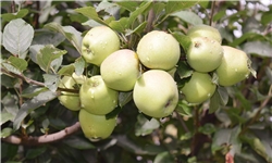 قطب پرورش سیب در پاکستان+تصاویر