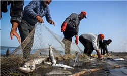 افزایش 8 درصدی صید ماهی‌های استخوانی در دریای مازندران/ پرهیز از رهاسازی ماهی قرمز در رودخانه‌ها
