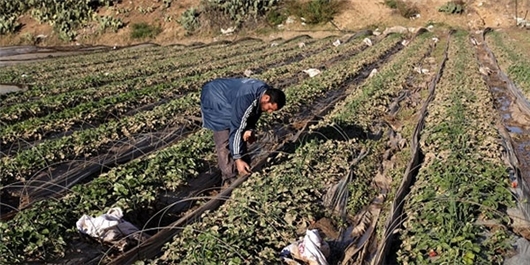 بازار کشت توتون گلستان به نفع رقبای خارجی/ بی‌توجهی مسوولان در حمایت از کارگر و کشاورز