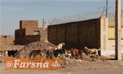 طرح زنده گیری سگ های ولگرد/انتقال سایت آرادکوه