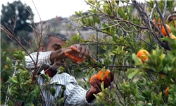 سالانه ۳۲۱ هزار تن سیب درختی از کشور صادر می‌شود/ تراز تجاری باغبانی ۱.۱ میلیارد دلار مثبت است