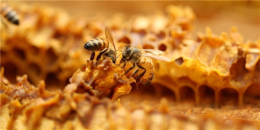 زنبور عسل هر ثانیه 200 بار بال می‌زند