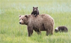 عجایبی درباره خرس‌ها